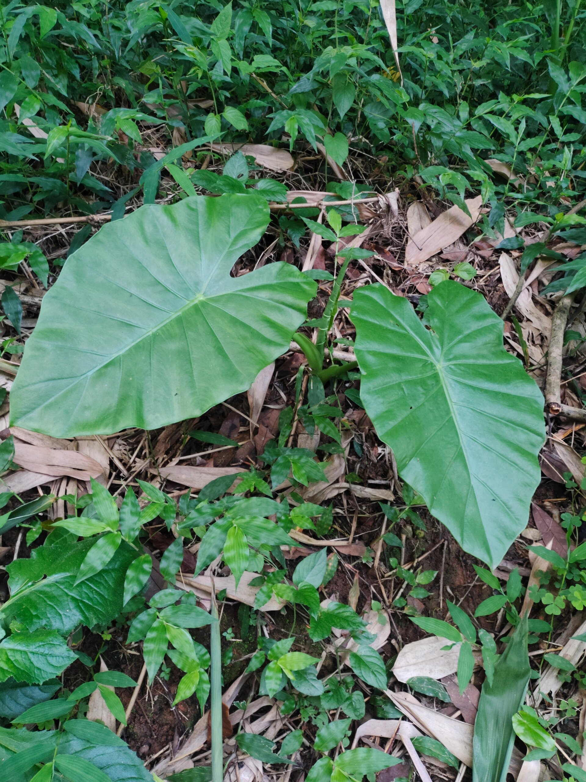 [31]每天认识一种植物—海芋 91别名:巨型海芋,滴水观音 91花期