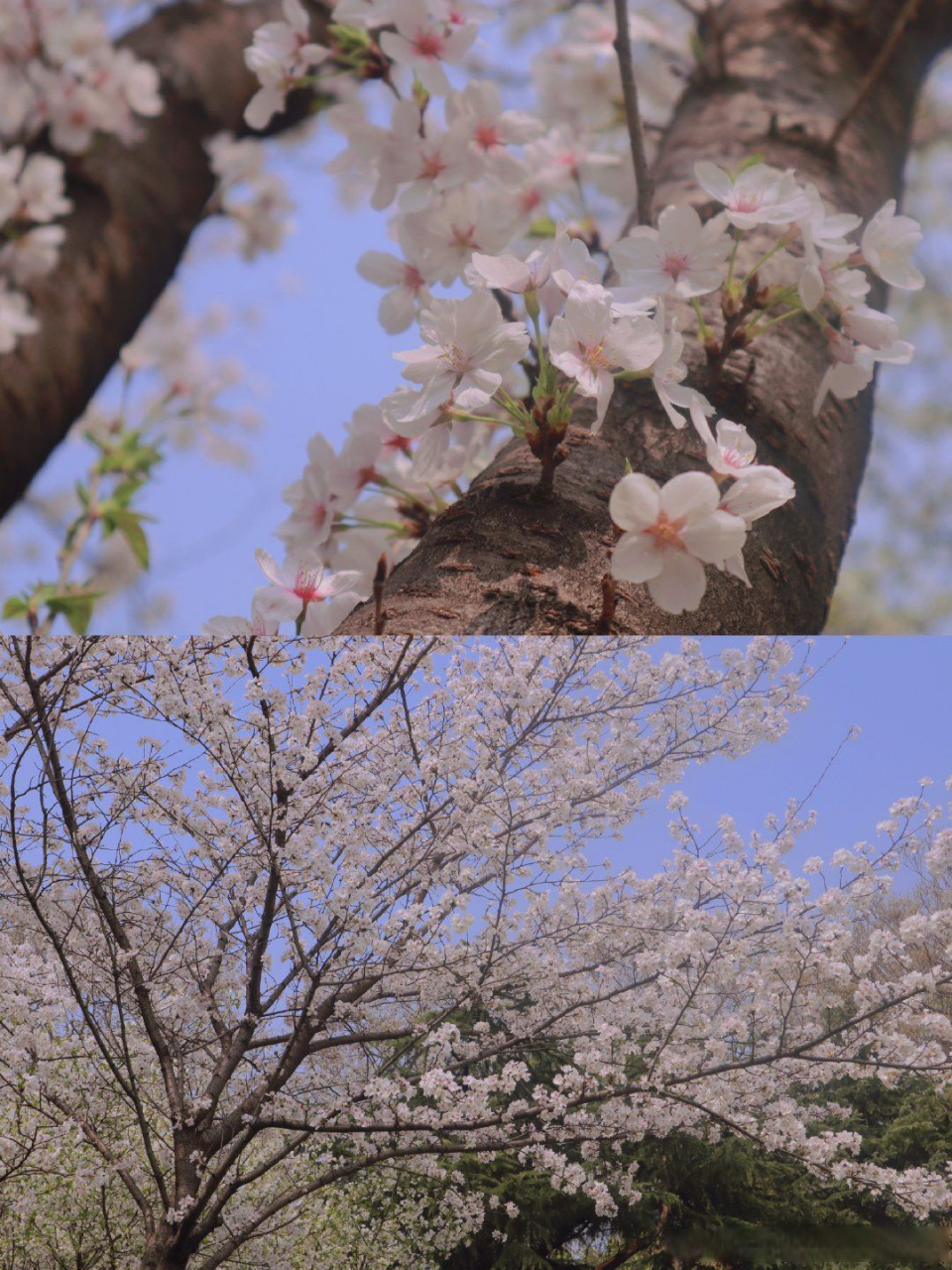 华大随手拍#华师樱花已盛开#出门俱是看花人(投稿人 爱新觉罗