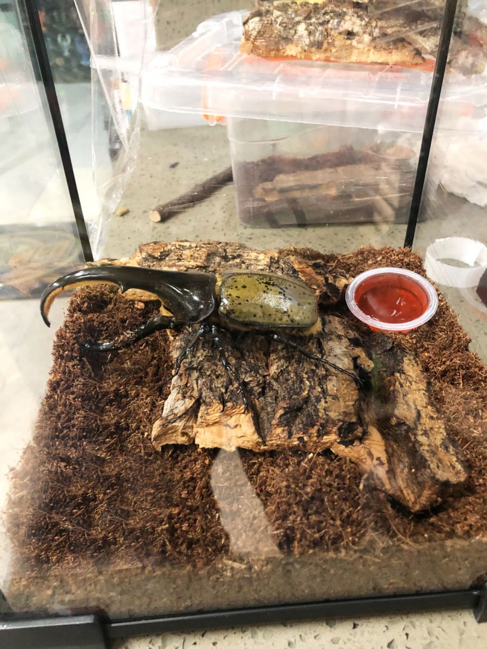 世界之最「长戟大兜虫」 中文学名:长戟大兜虫 拉丁学名:dynastes