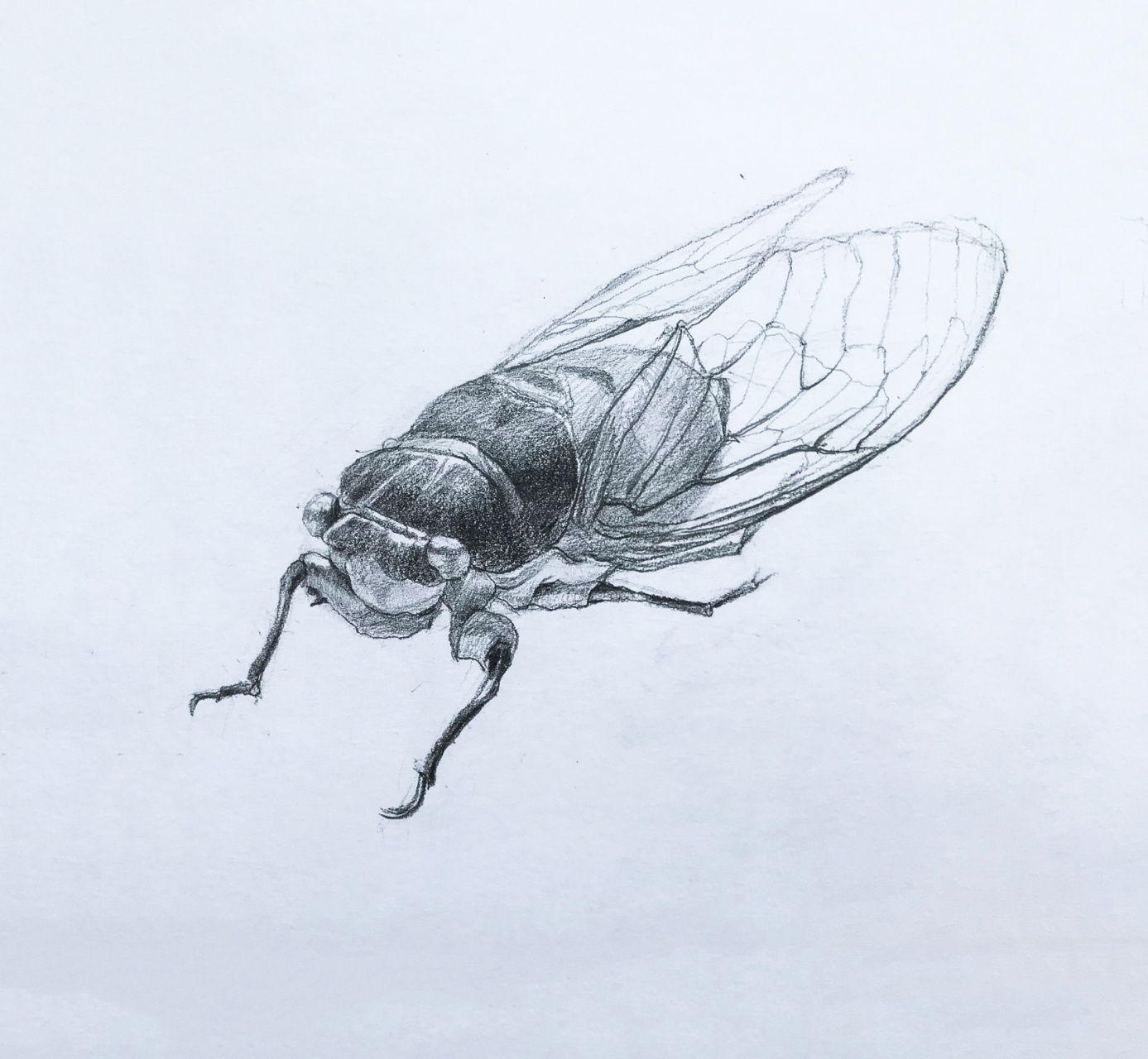 掌握好裴俊飞老师说的这几个步骤,你也可以画好素描动物知了的!