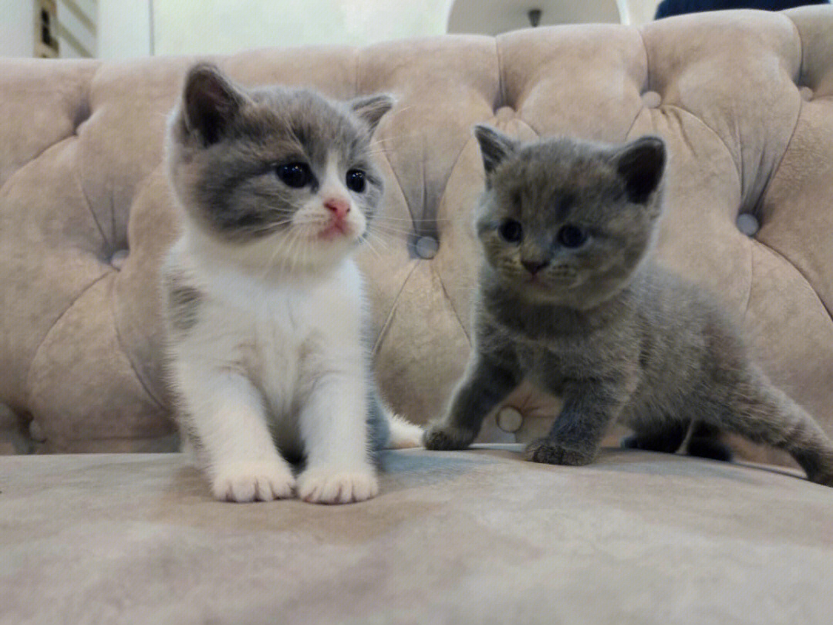 带一只回家 重庆蓝白猫,蓝猫找新家,都已经2个多月大了,疫苗和驱虫都