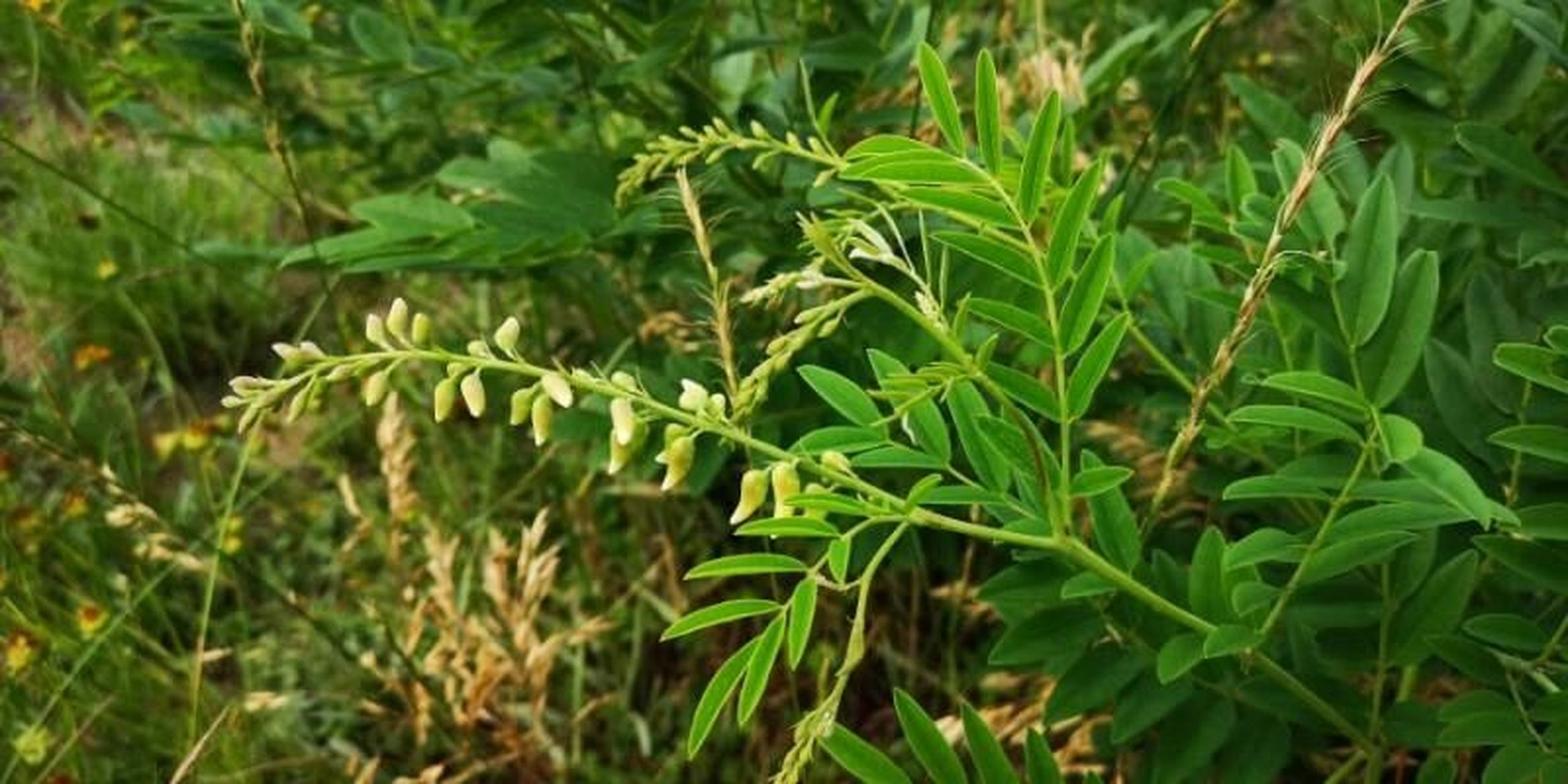每日认识一味中药——苦参 【药用部位】豆科植物苦参的干燥根.