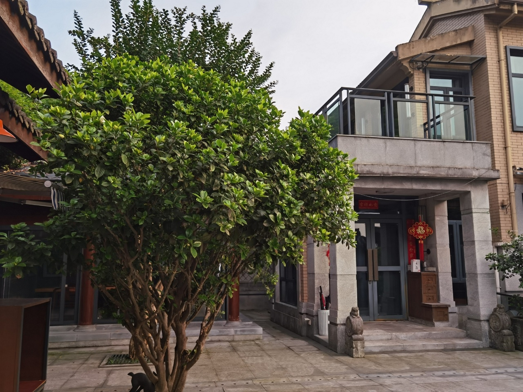 好大一颗栀子花树 家里这颗栀子花树,是14年去农村收的,当时树龄已有