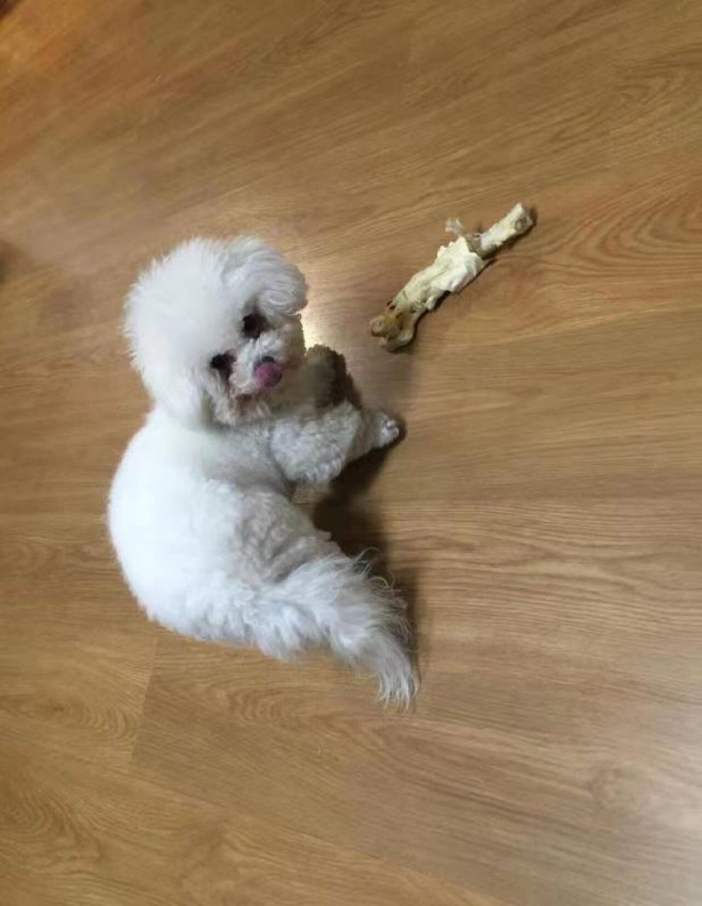 比熊出现一只脚不着地千万不要慌7515 比熊这一类的小型犬关节都