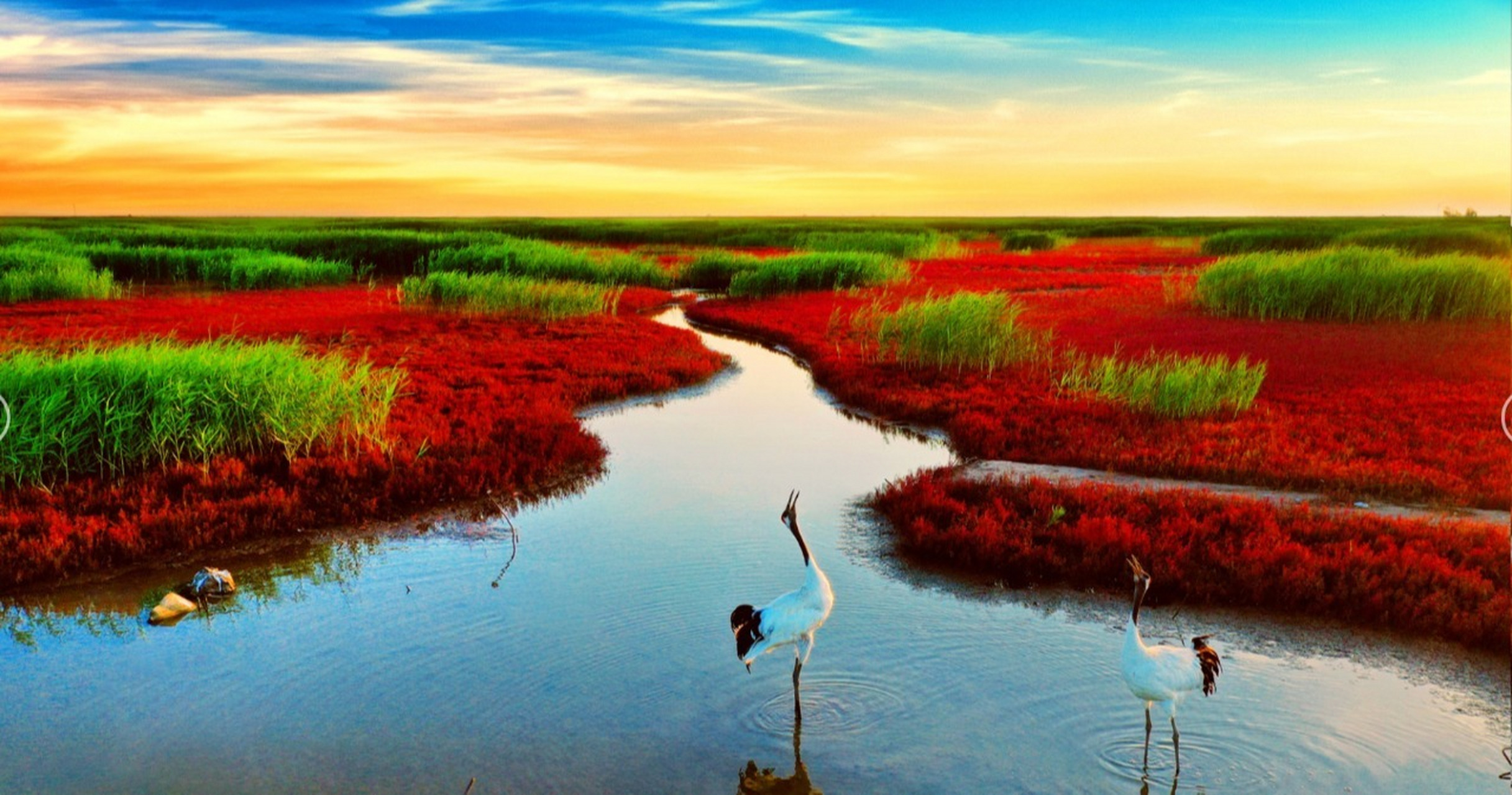 盘锦红海滩/本地人超前攻略来喽!