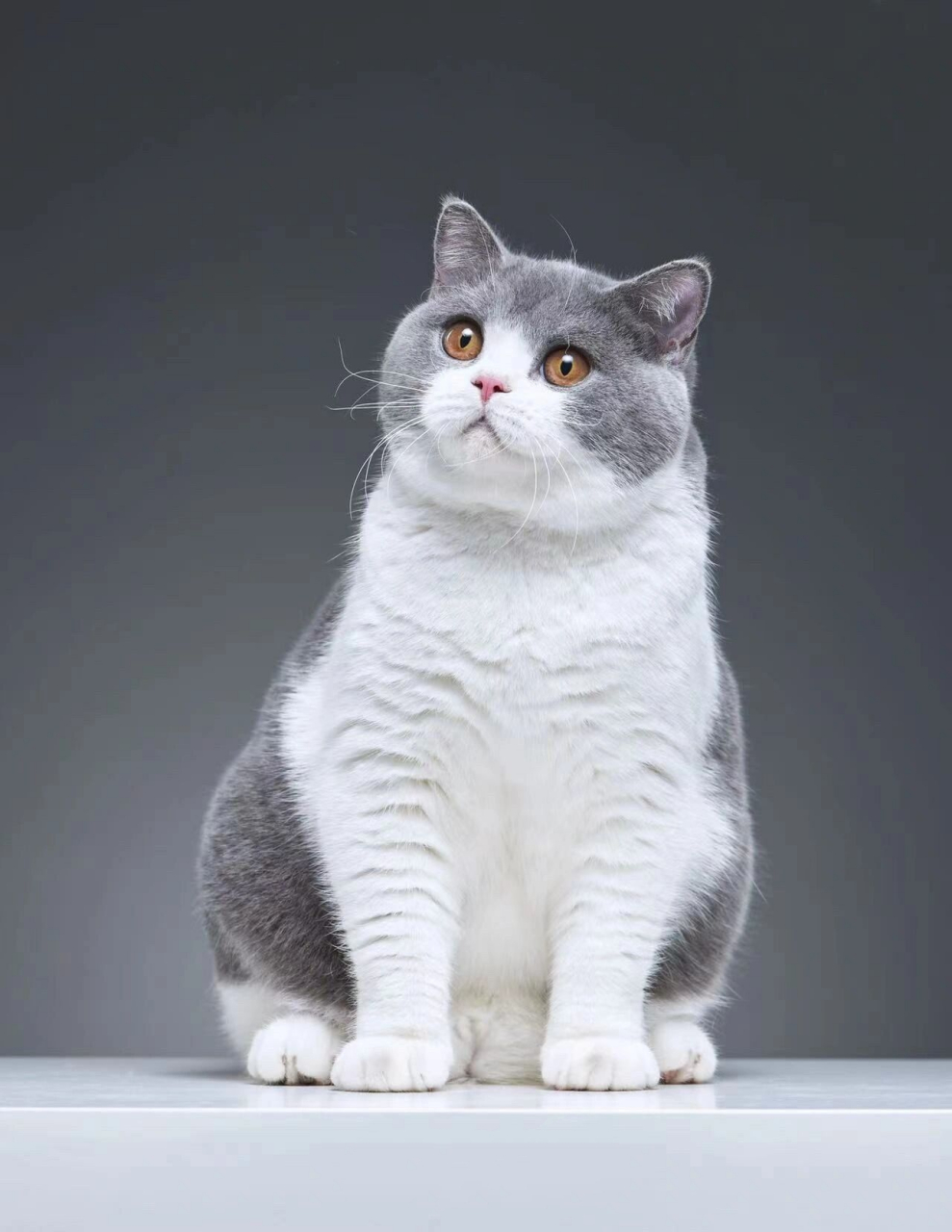 蓝白英短的艺术照 原片 仅供欣赏