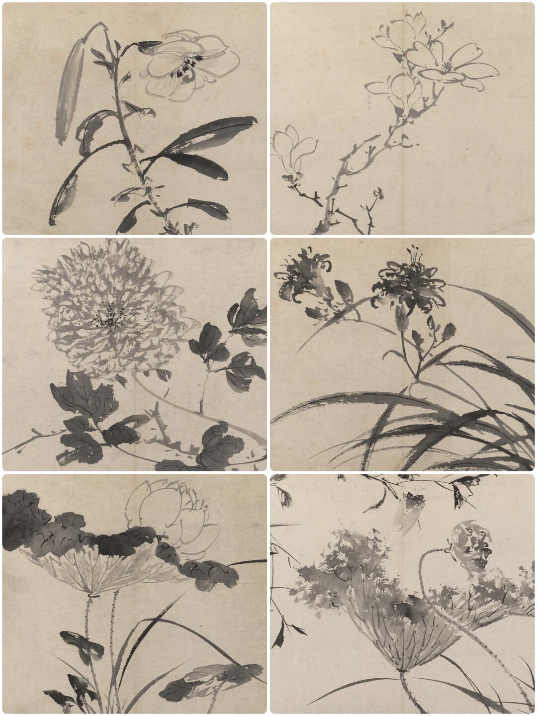 陈淳《花卉册》:一墨千韵,写尽草木本心