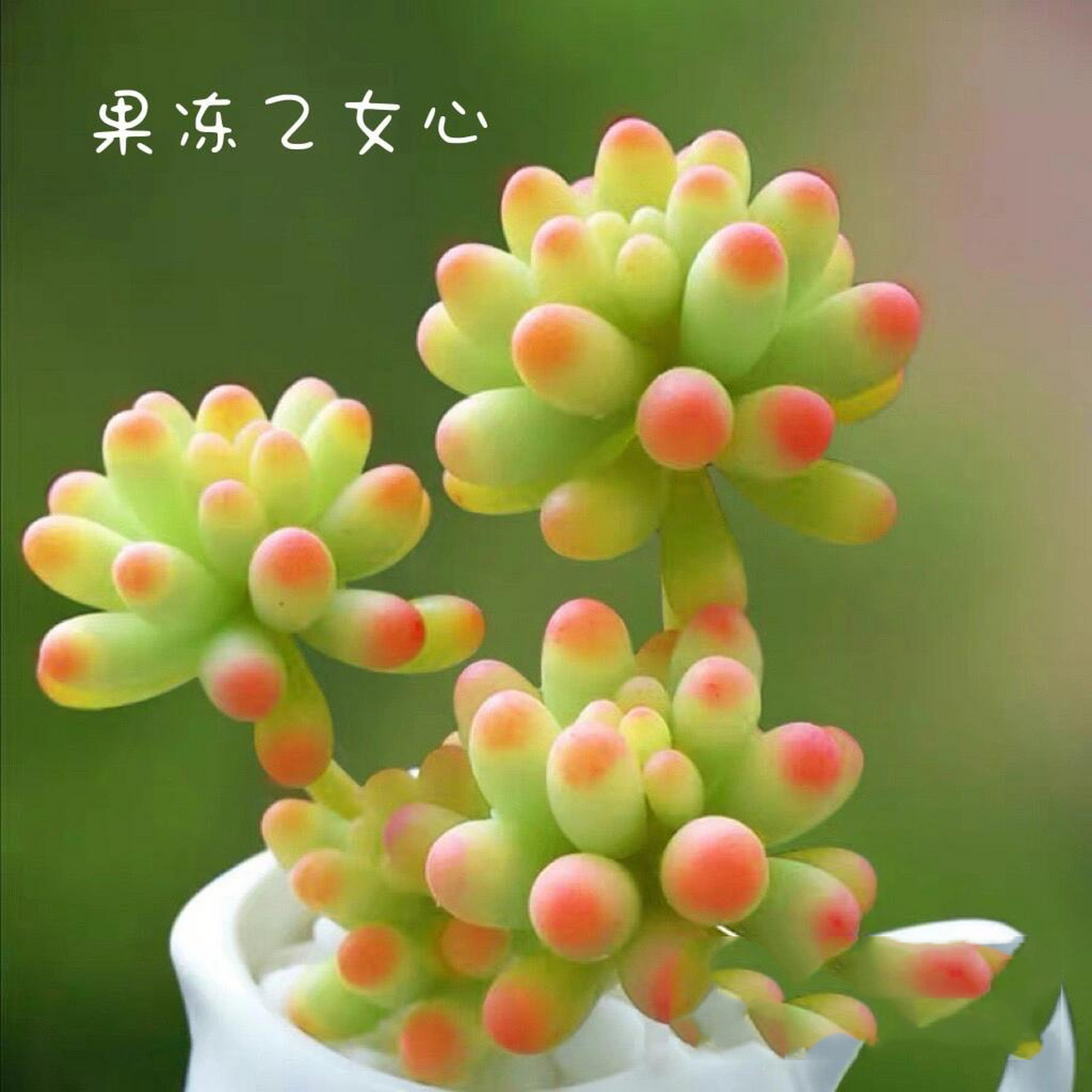 多肉|果冻乙女心|景天科 果冻乙女心属于景天科,景天属多肉植物,叶片