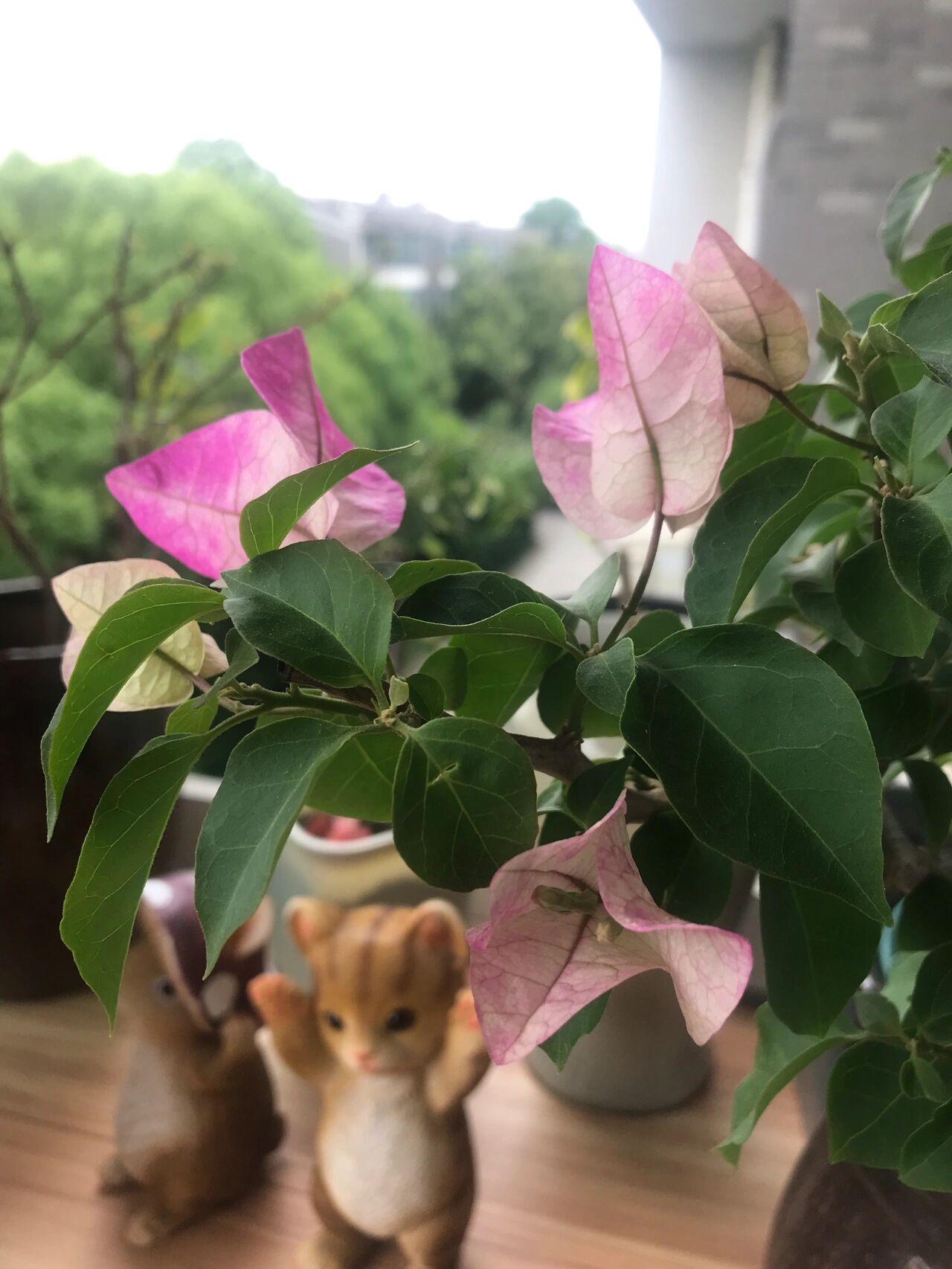 小画报皇后三角梅 最近很喜欢这个品种,晕染的花色,不算勤花,去年秋天