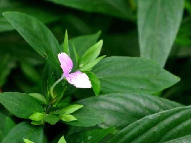 每日一花|九头狮子草 九头狮子草:别名接长草,土细辛.