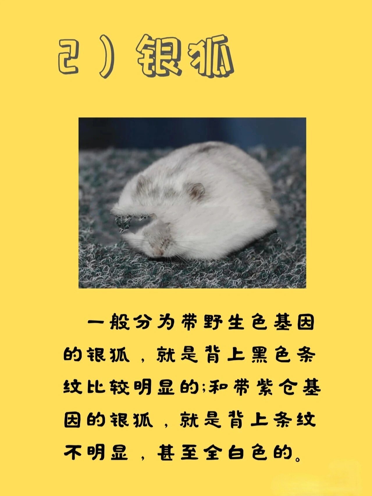 仓鼠篇