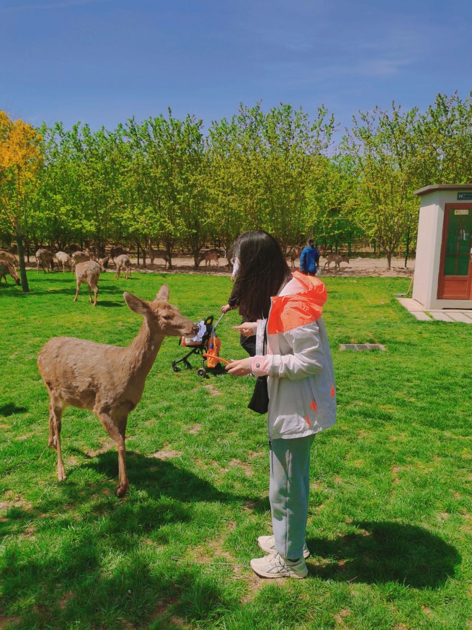 滨州惠民|鹿小森亲子乐园 奔着小鹿去的,被整体环境惊艳到,可耍可乐可
