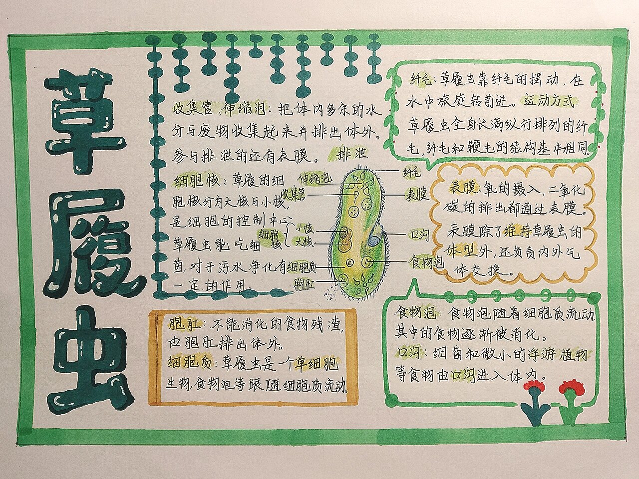 草履虫小报图片