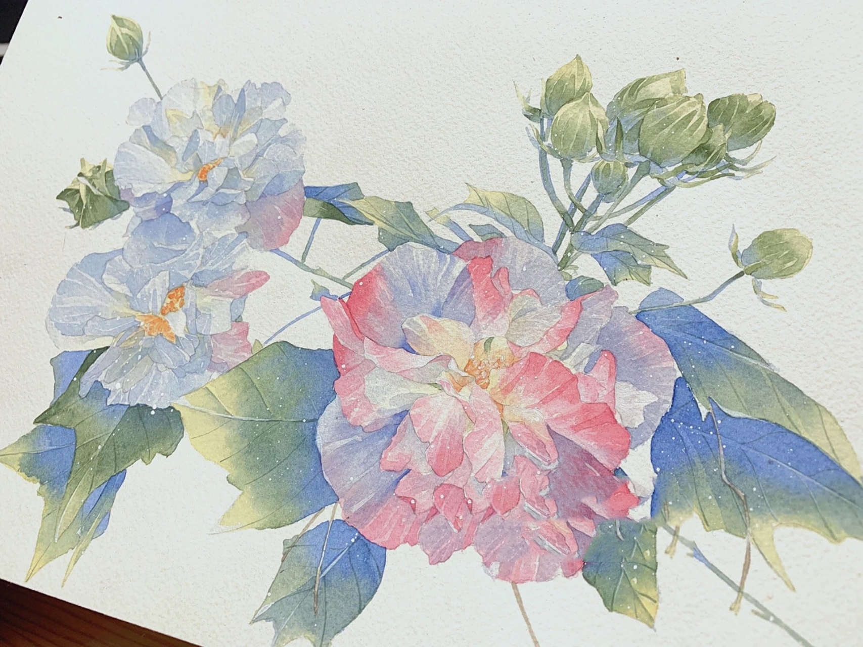 水彩 芙蓉 好久没发了,更新一张刚画完的水彩芙蓉花 99禁止商用99