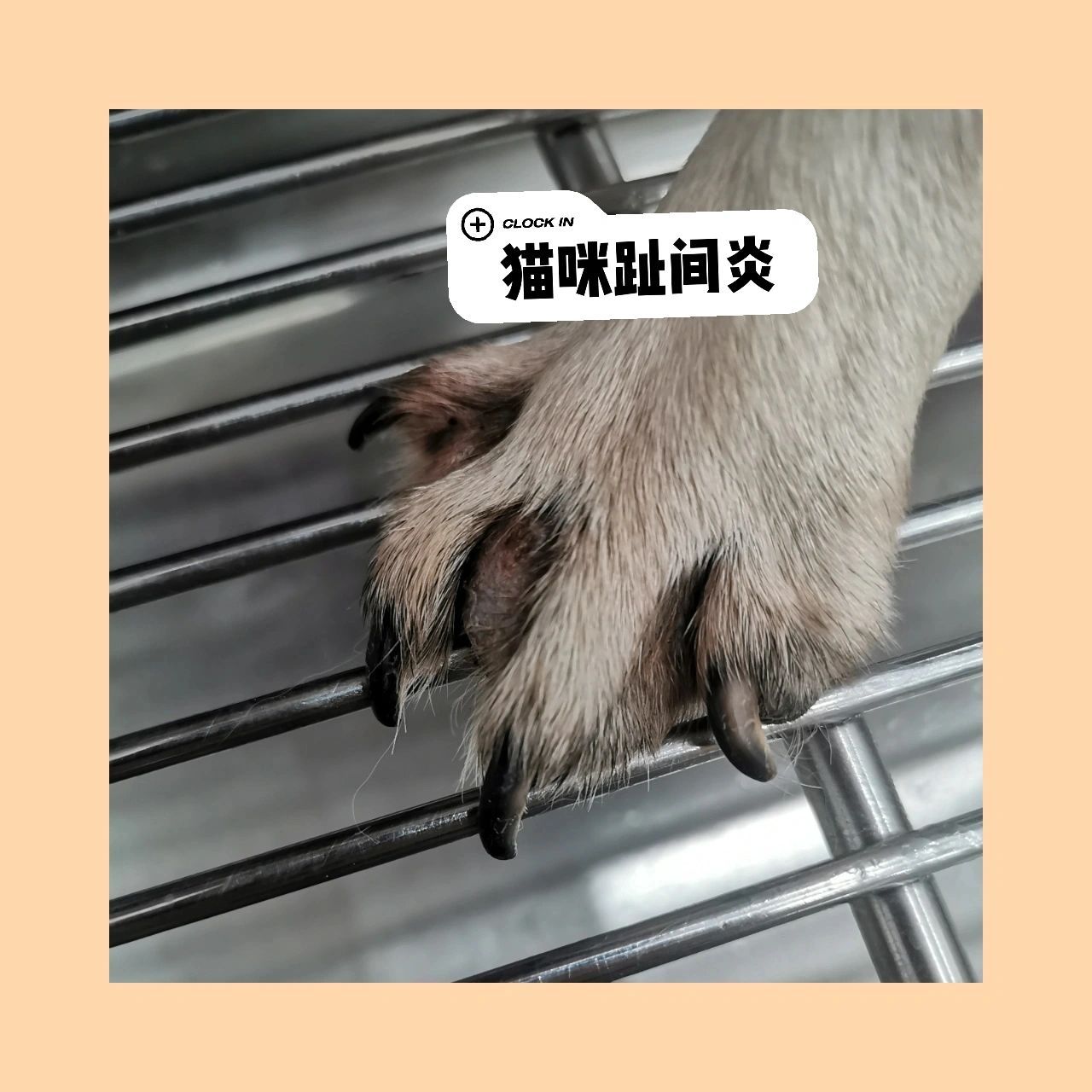 猫猫脚趾间脓皮症怎么办 照片上猫猫脚趾的这种情况就是猫脚趾间炎