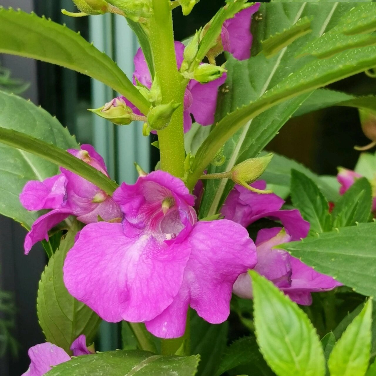 凤仙花四色绽放!