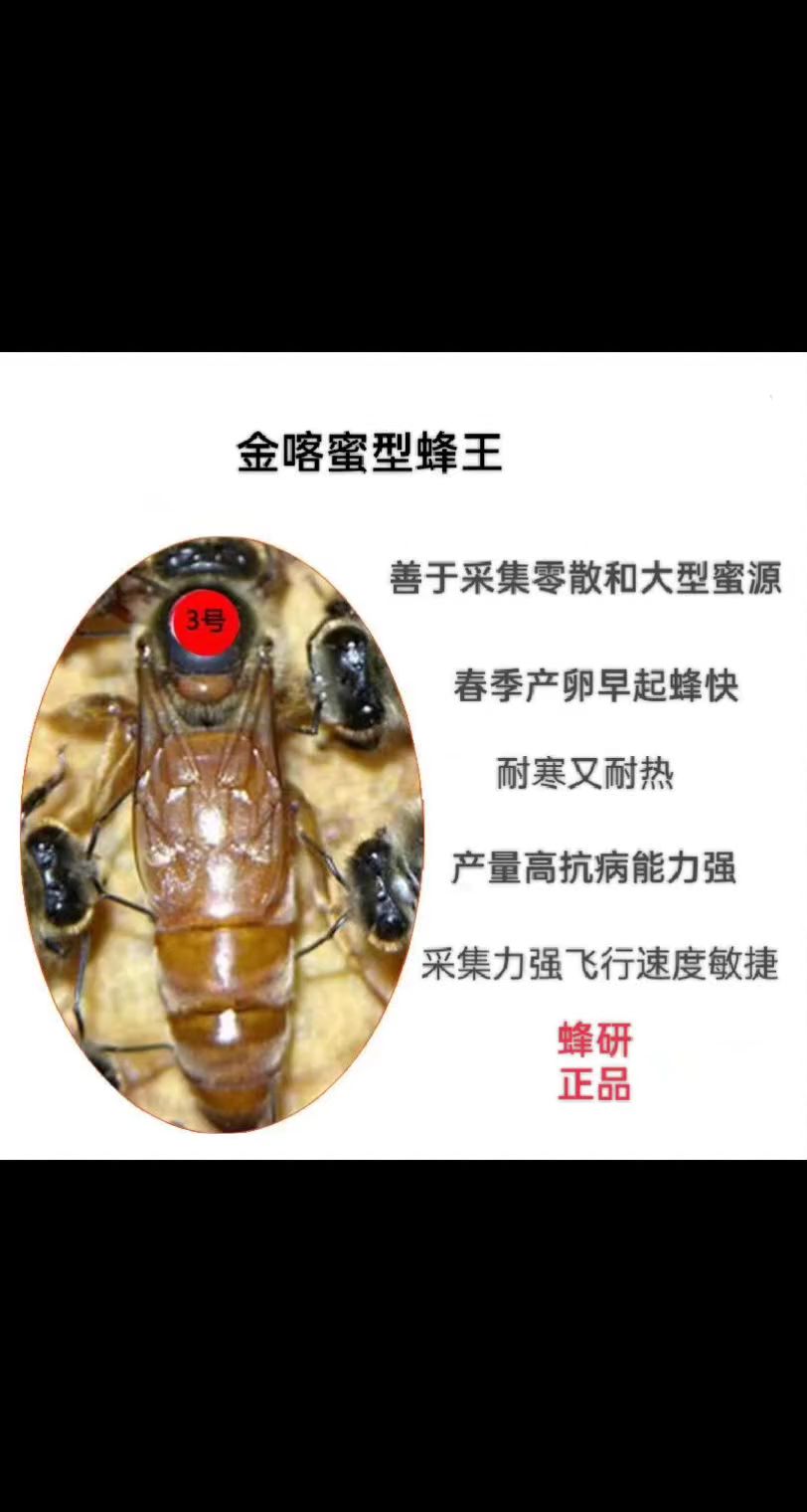 金喀蜂王种特点介绍如下:金喀蜂王种特点为耐热,耐寒,繁殖能力强;性情