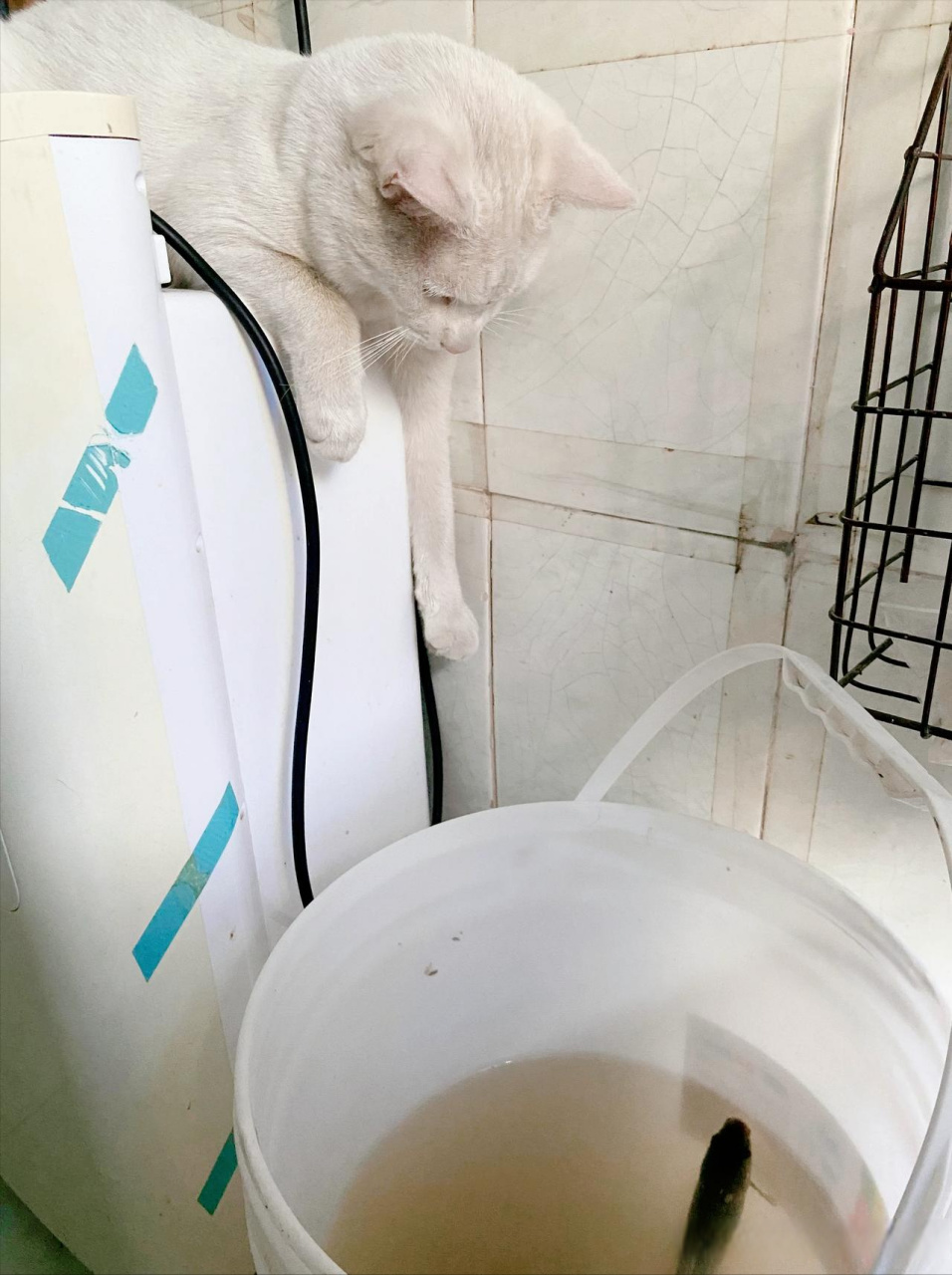 万物皆有灵,一条鱼凭借顽强的生命力,最终救了它自己  最近半个月,家