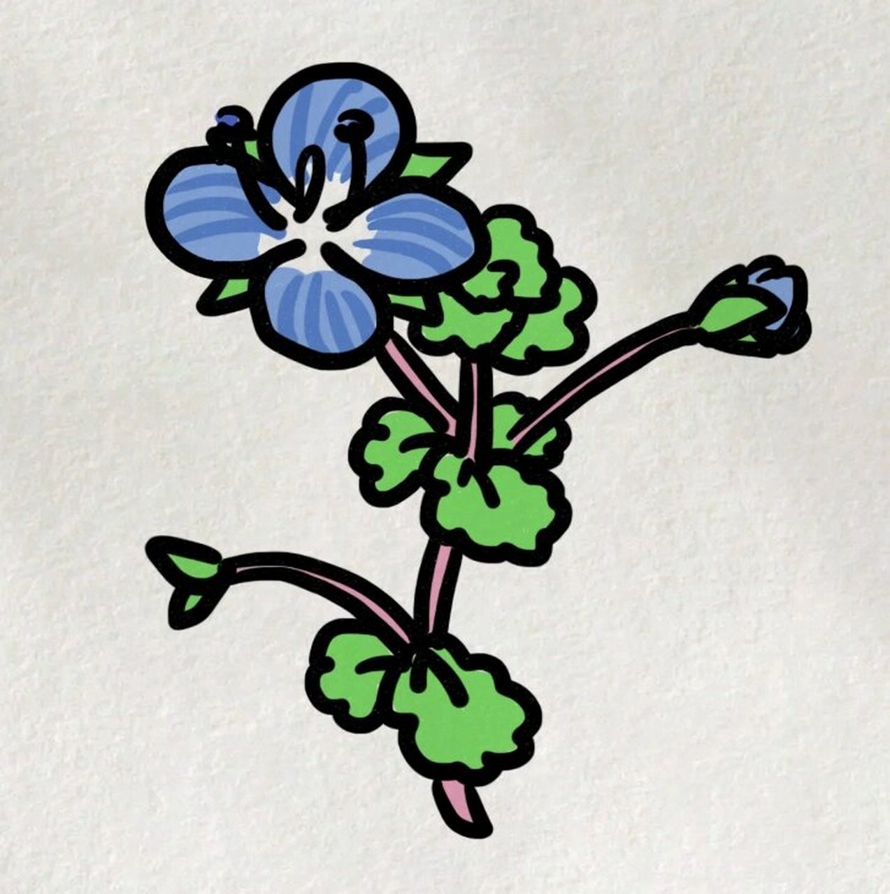 小野花婆婆纳(简笔画教程) 哪儿哪儿都有的田间小野花,你i了吗?