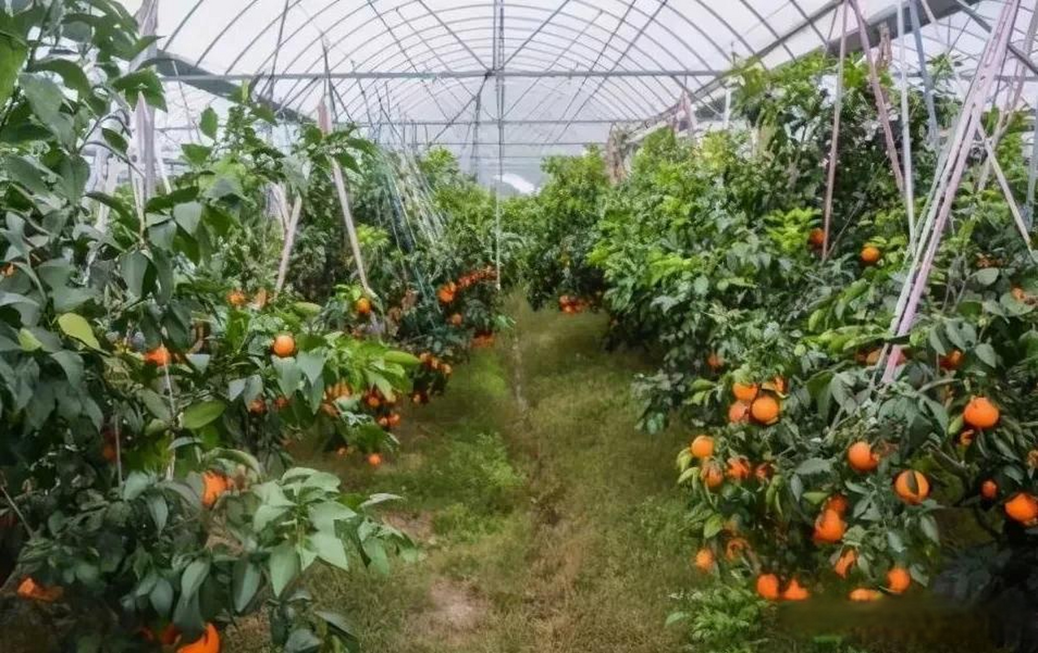 北方大棚种植南方特色水果苗木示范,南果北种成功案例,种植有桂味荔枝