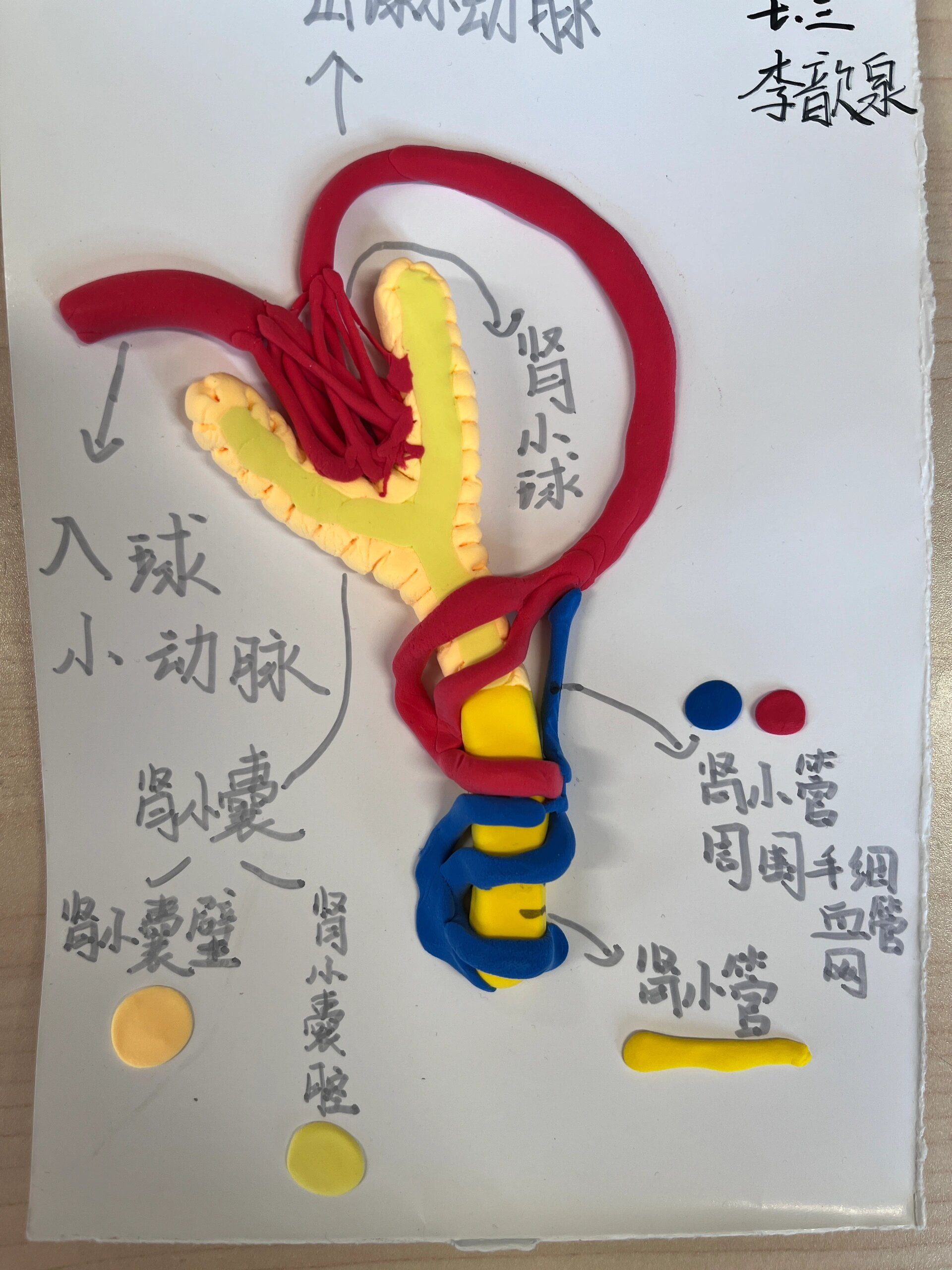 肾脏的结构模型