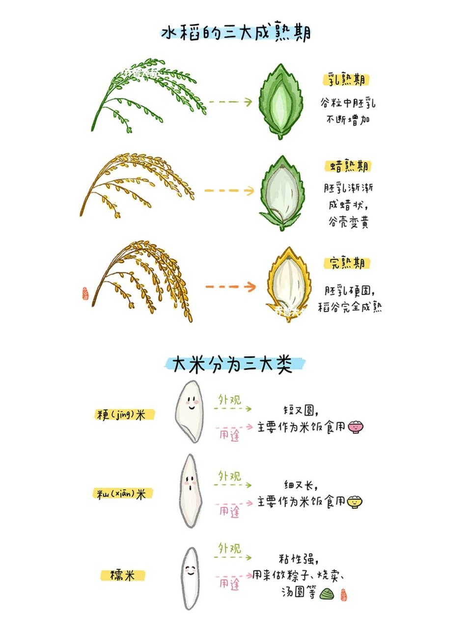 水稻的成长过程图画图片