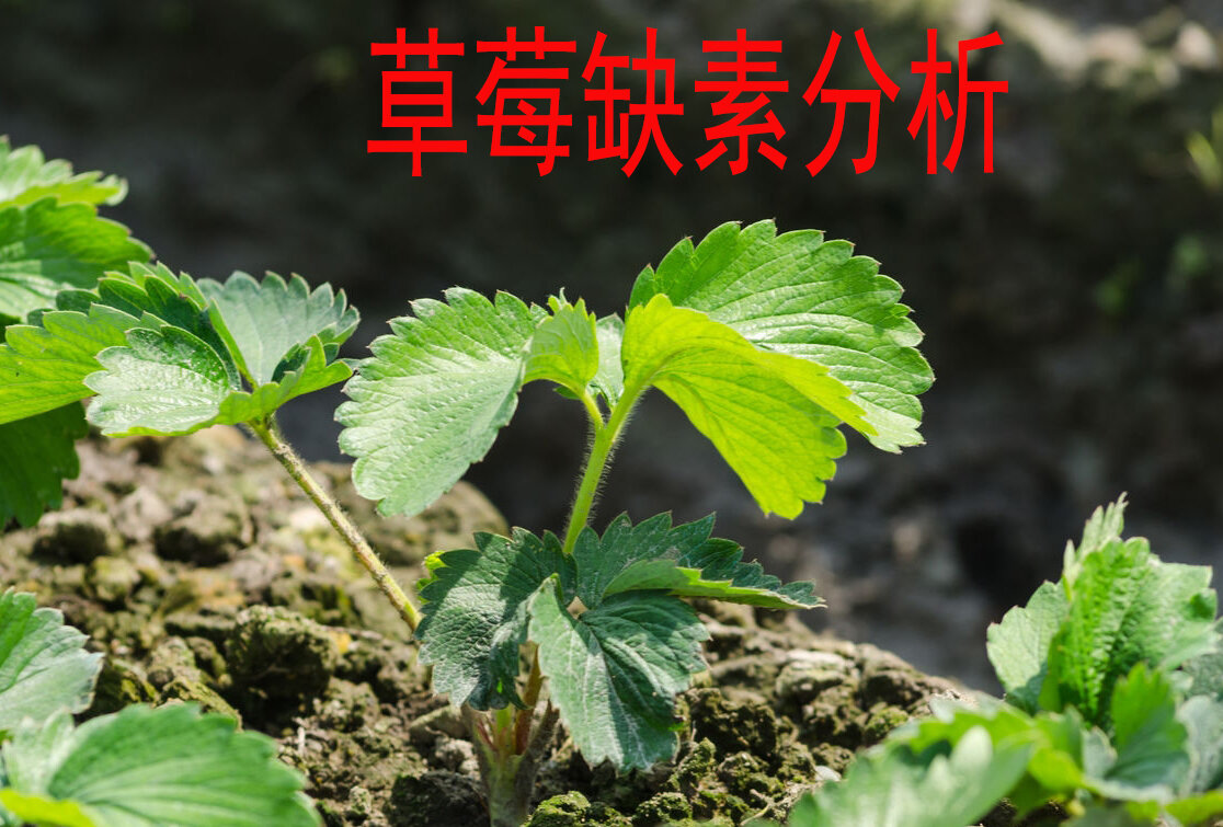 五:镁素 缺镁症状:草莓出现缺镁时,在老叶的叶脉间出现暗褐色的暗点