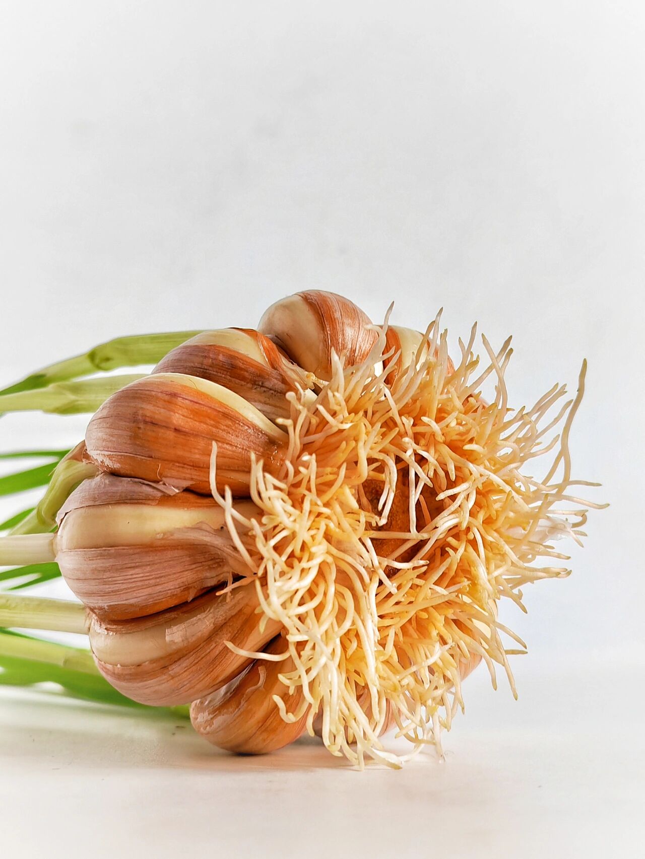 绘画素材 | 婀娜多姿的蒜苗