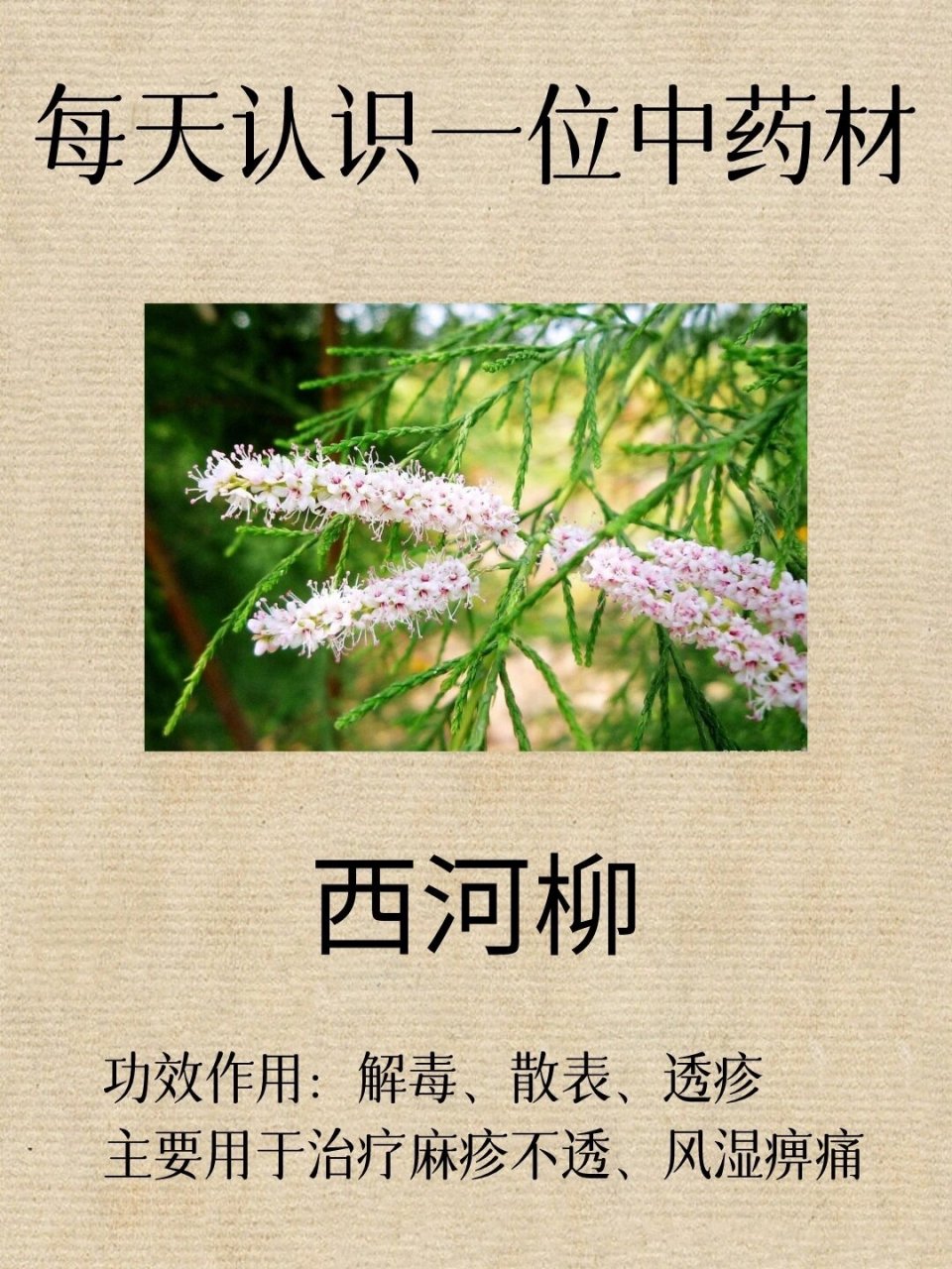 每天认识一味中药材-西河柳 91别名 :怪柳,赤怪柳,山川柳,三春柳