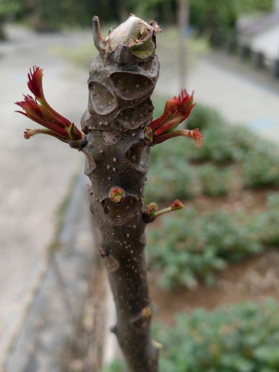 香椿树扦插技术图片
