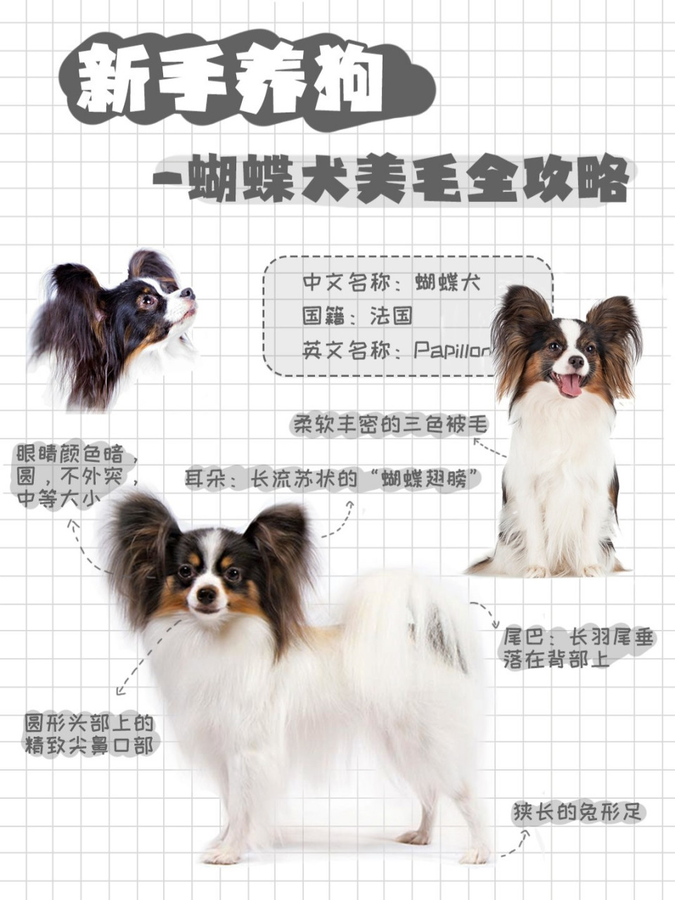 必备|蝴蝶犬狗狗美毛全攻略|喵汪百科 03蝴蝶犬是标准的小型长毛犬