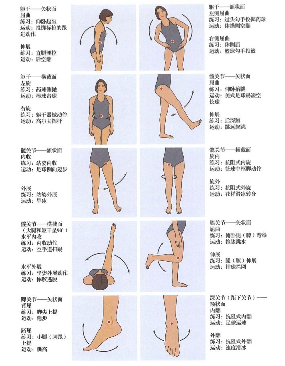 人体解剖矢状面冠状面图片