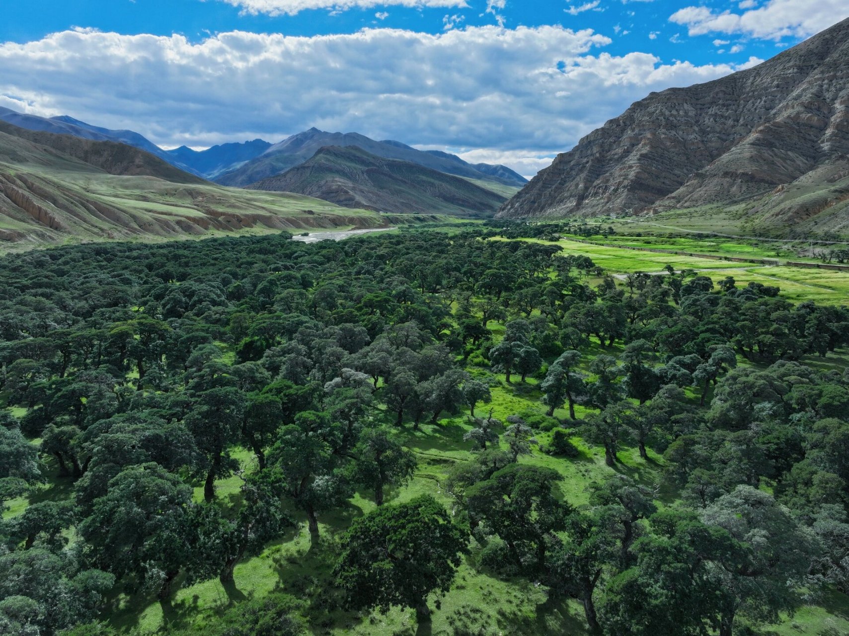 山南|错那县千年沙棘林 贫瘠山谷里的一片绿洲 屹立千年的沙棘林!