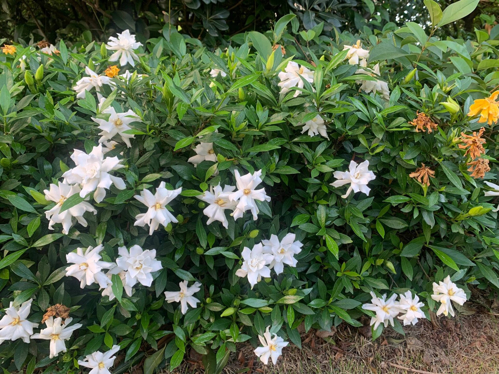长得极好的小叶栀子花 小叶栀子,是茜草科栀子属的常绿灌木或小乔木