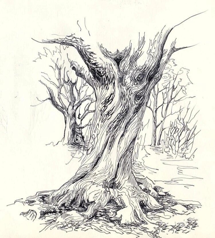 户外写生——树干的画法(二