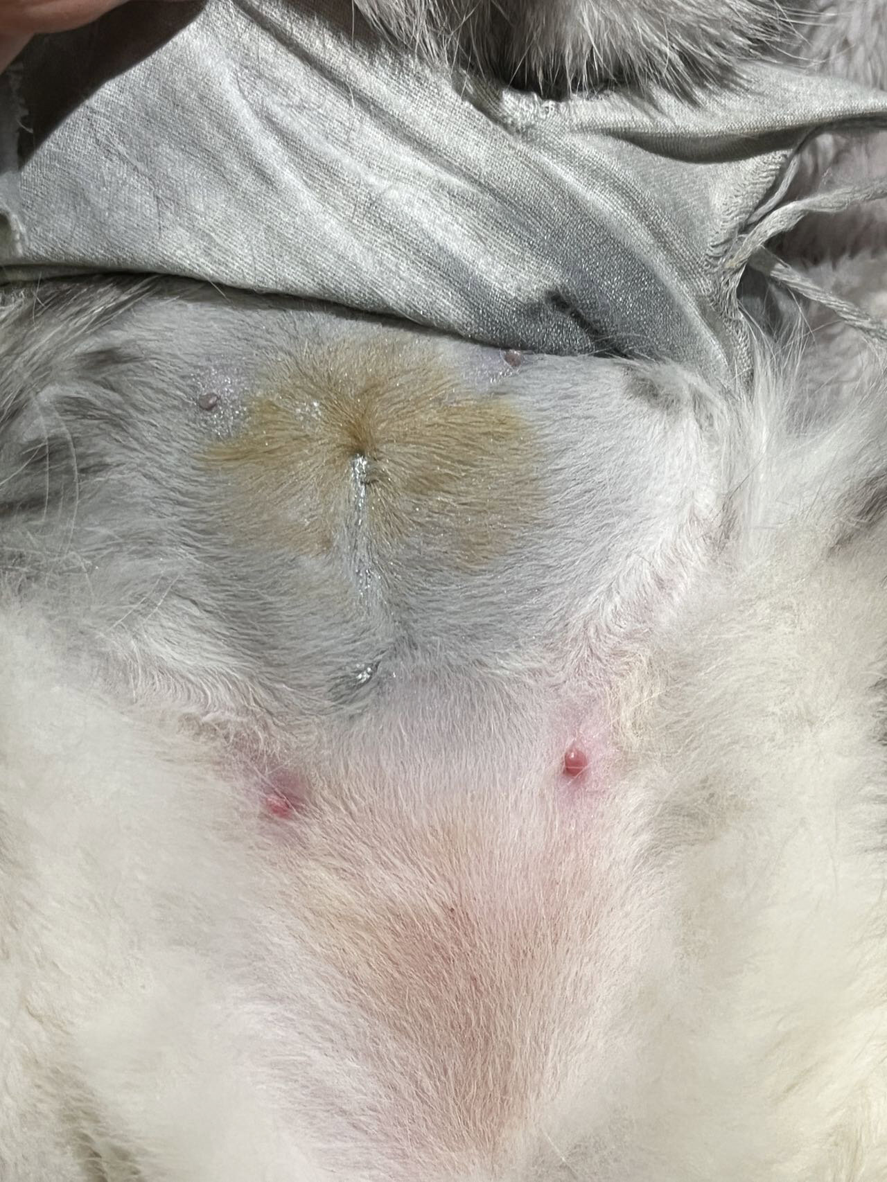 母猫绝育拆线后基本看不见伤口 我们一周之后拆线了,伤口愈合非常好