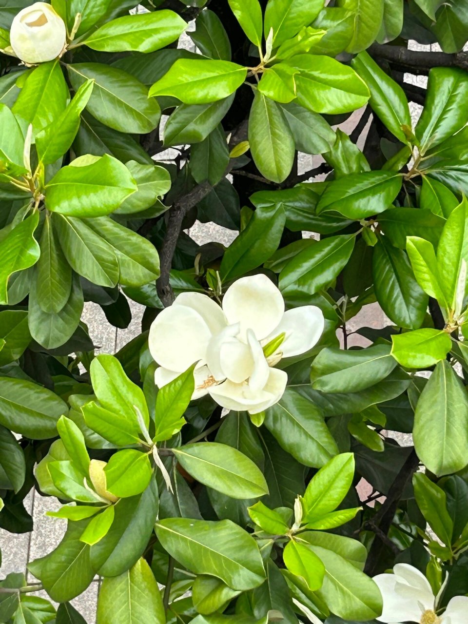 荷花玉兰 花语:美丽,高洁,生生不息.