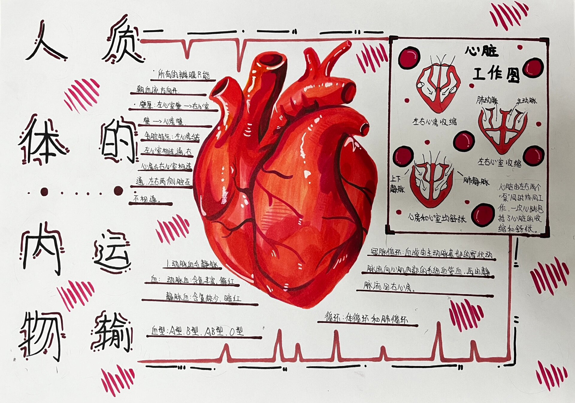 人体器官心脏手抄报图片
