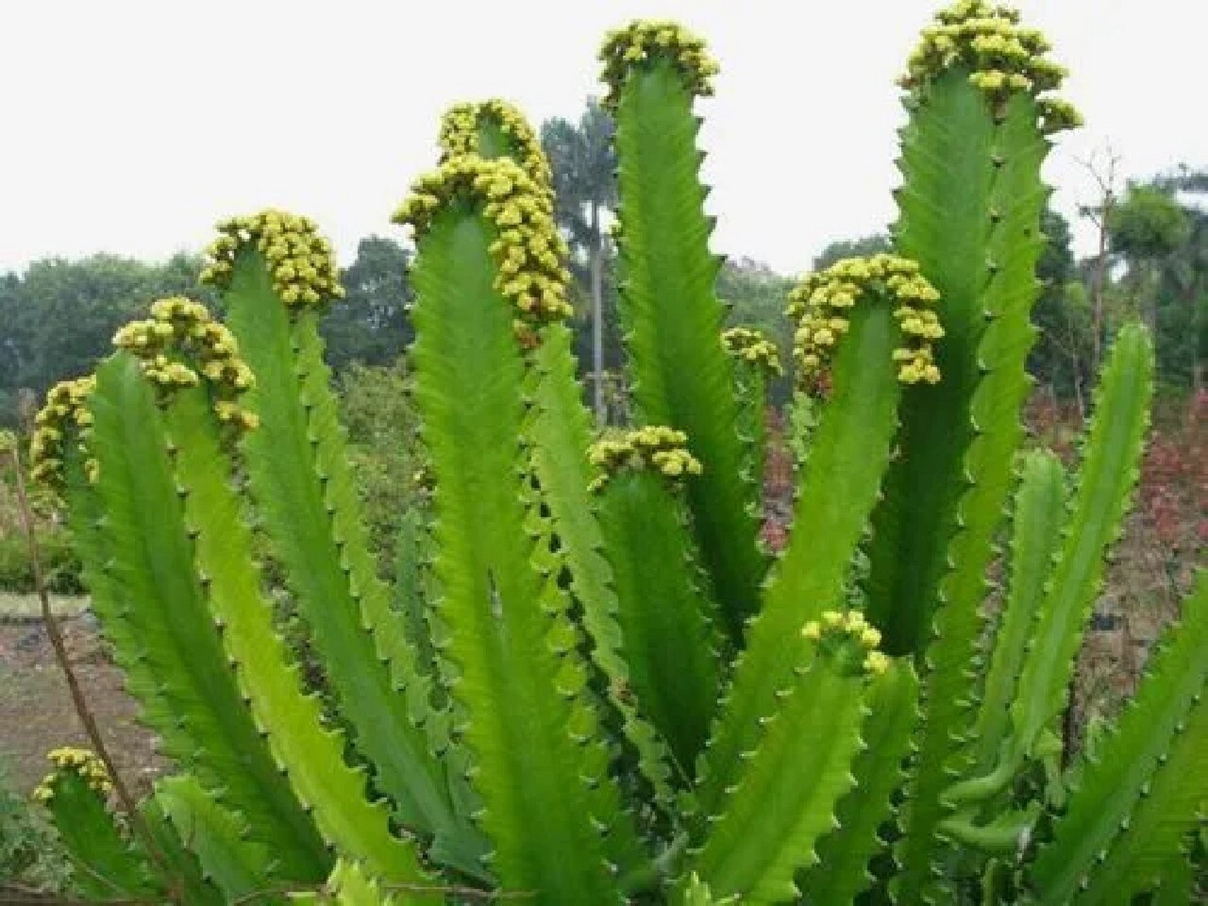 每日一植物 火殃勒别名:金刚纂,霸王鞭,金刚树,龙骨树,肉麒麟