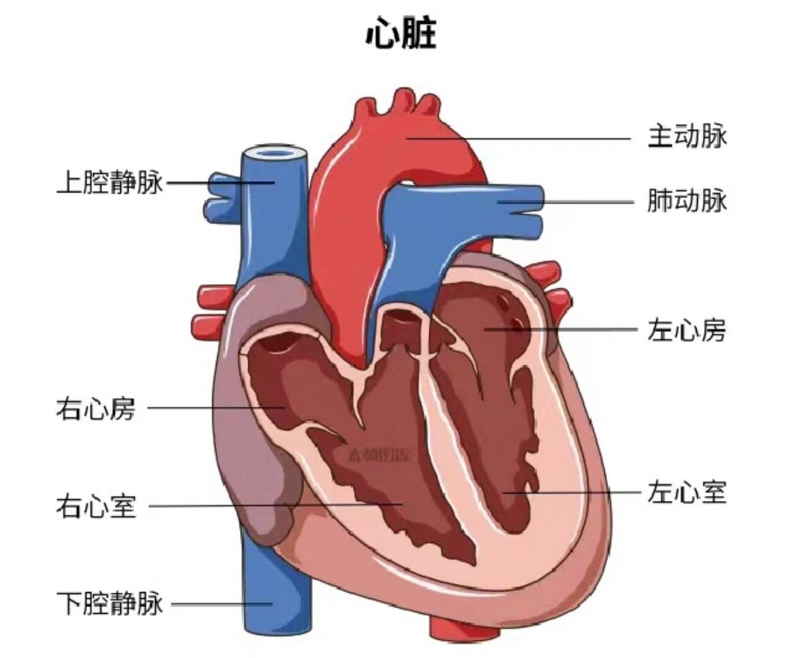 心脏中心房心室图图片