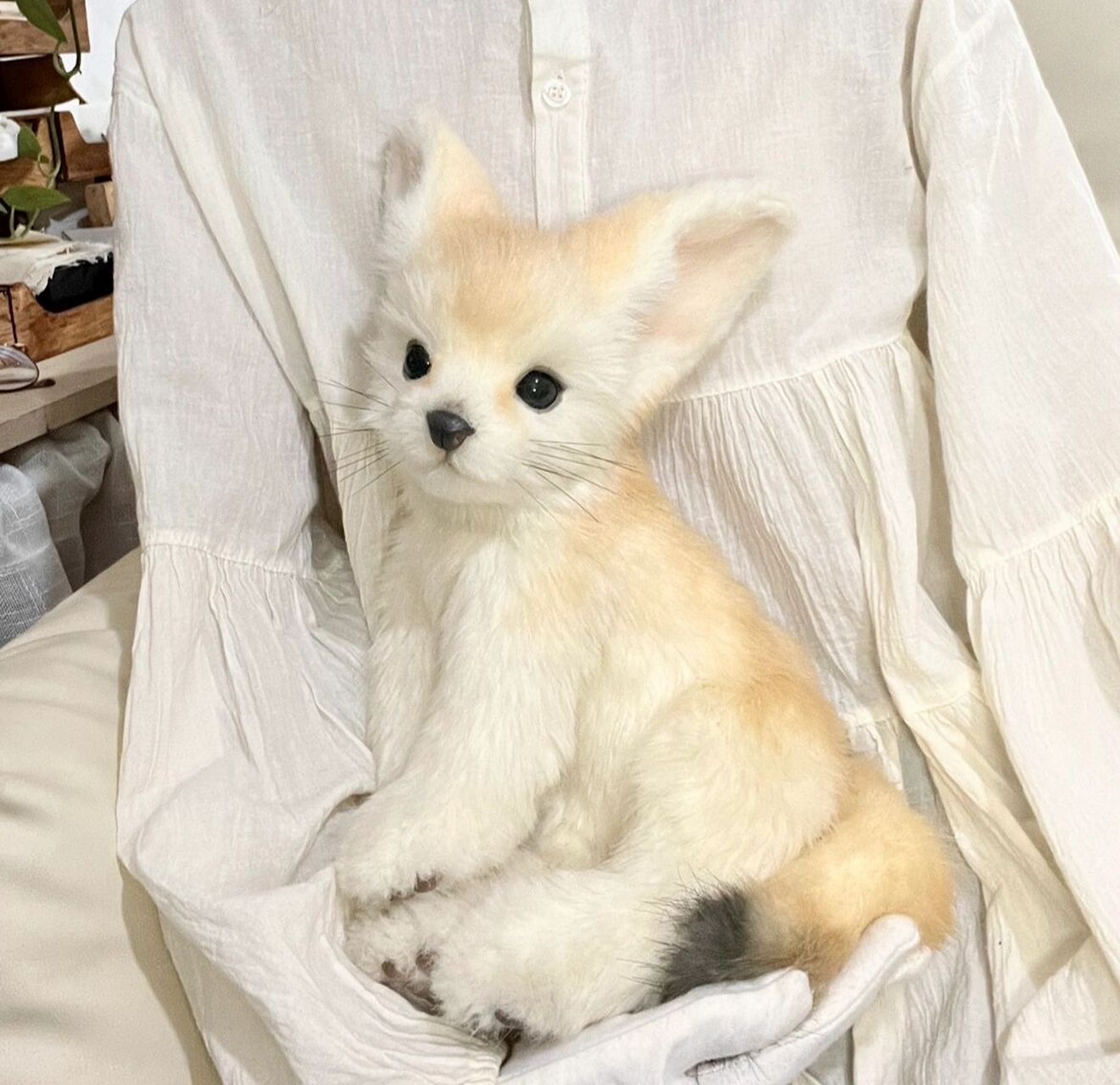 小耳廓狐 是个软糯的乖乖崽