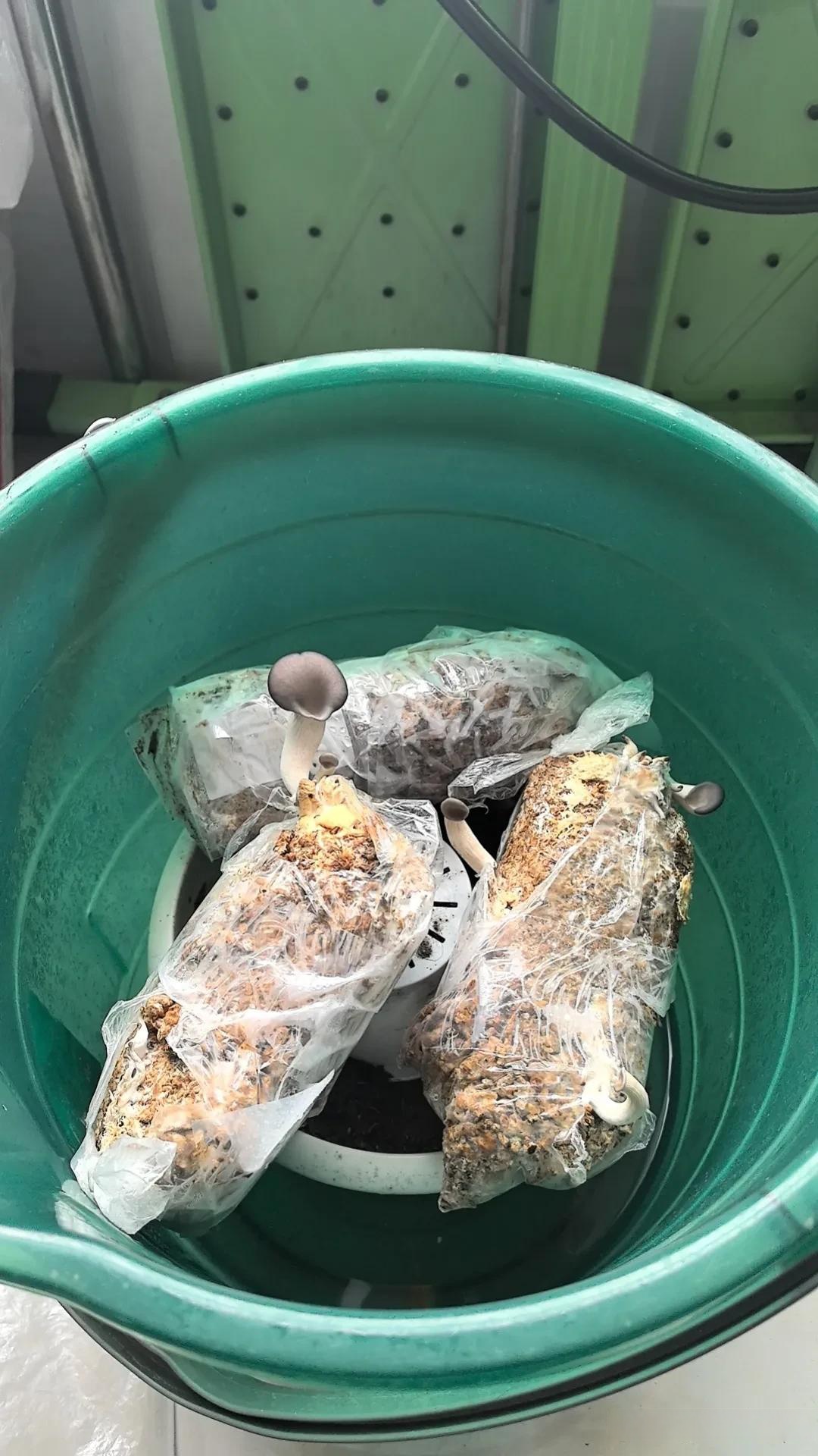 在家开展蘑菇种植小实验,瞧着平菇从菌包中探出头来,一点点地生长
