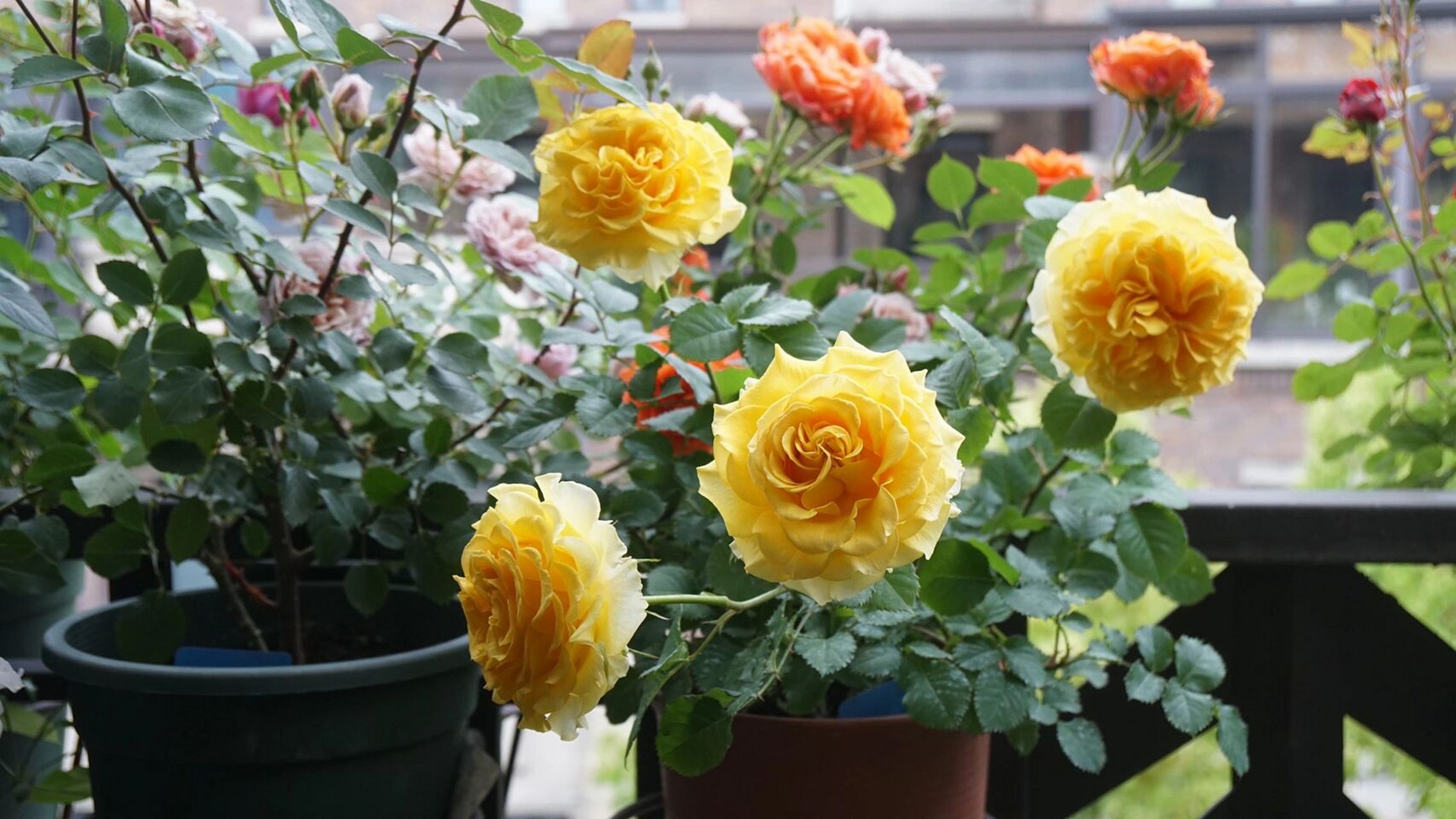 最爱月季系列29 贝壳