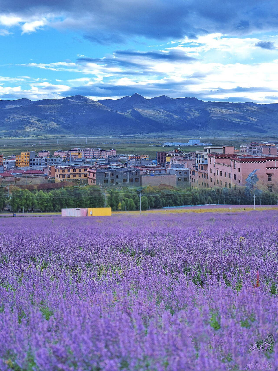八月川西|新都桥花海,无边框拼图   新都桥,川西以及整个川藏线上出名