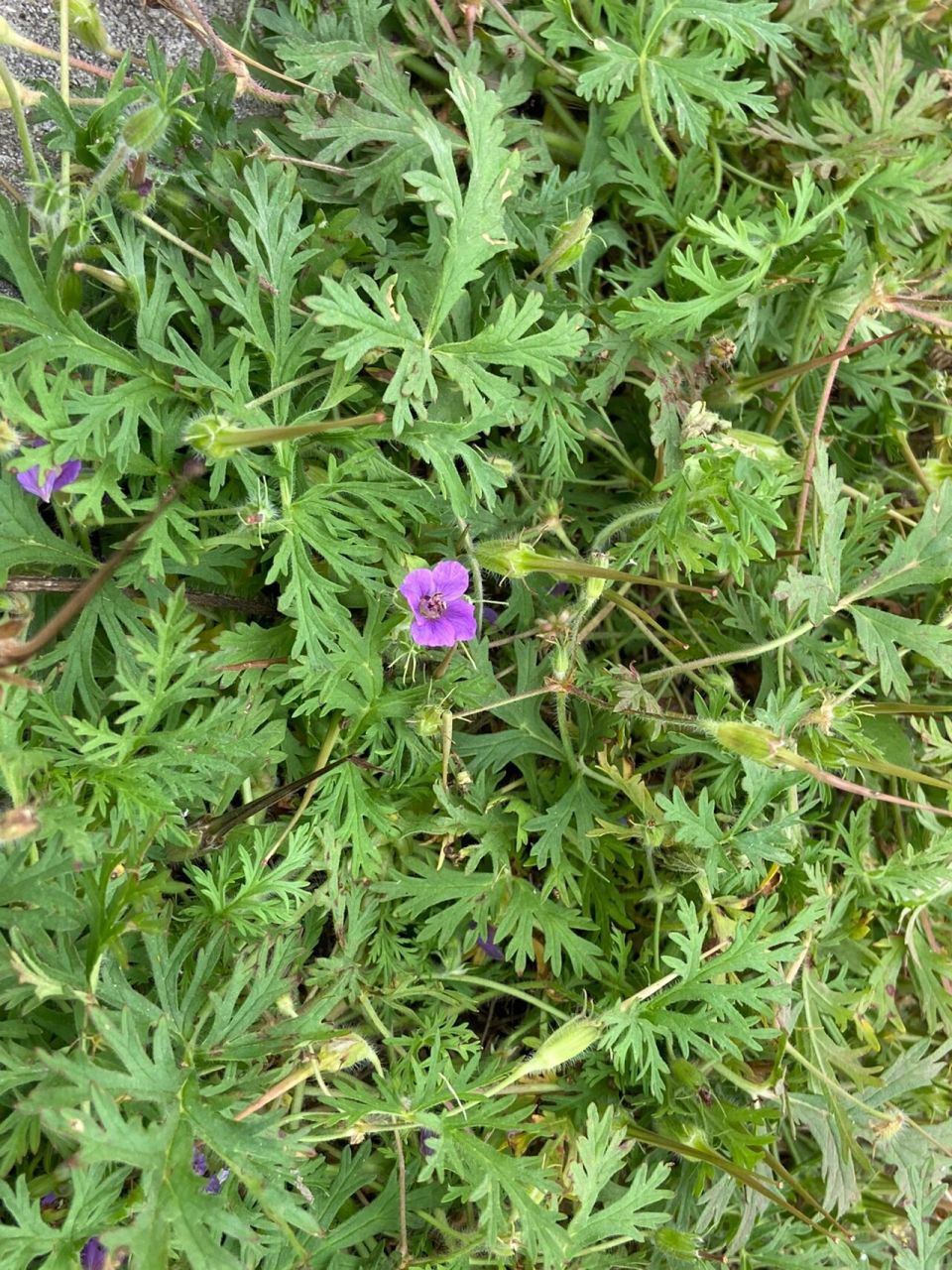 自然观察笔记73|牻牛儿苗 牻(音同"忙"),毛色黑白相间的牛.