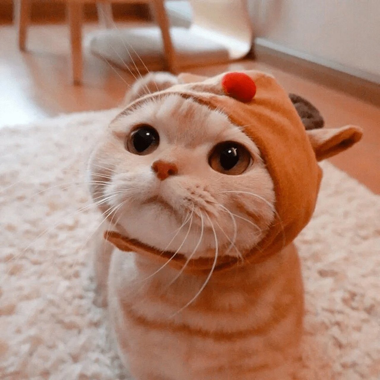 可爱橘猫头像第一弹 喜欢萌橘头像的自取去水印或者私信我7.