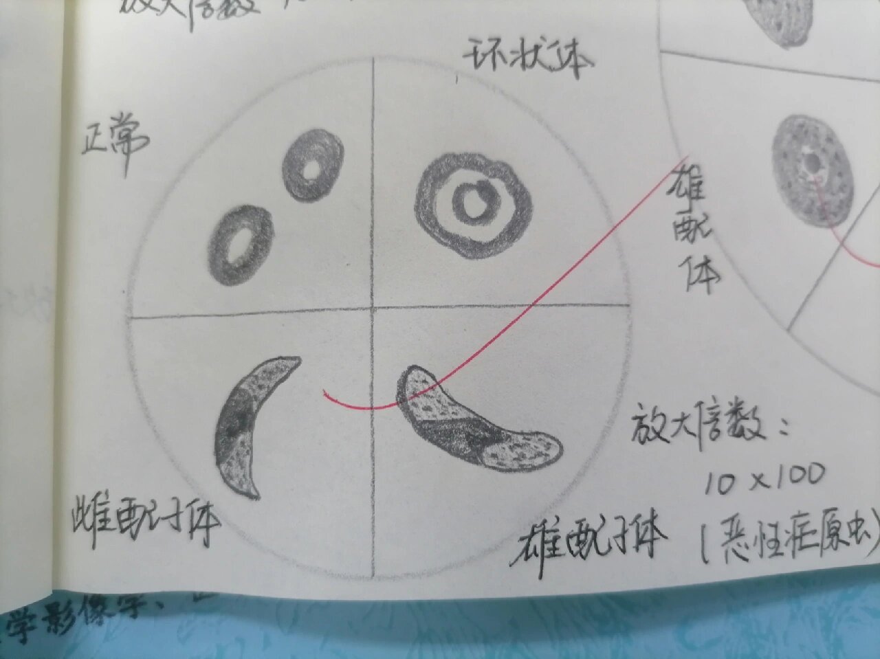 寄生虫实验(5) 结肠阿米巴包囊,恶性疟原虫,间日疟原虫镜下观