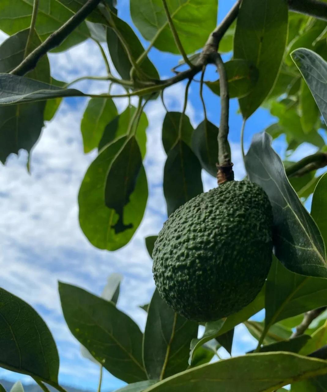 秋季是牛油果成熟的季节之一,因此在这个季节,牛油果的品质通常非常好