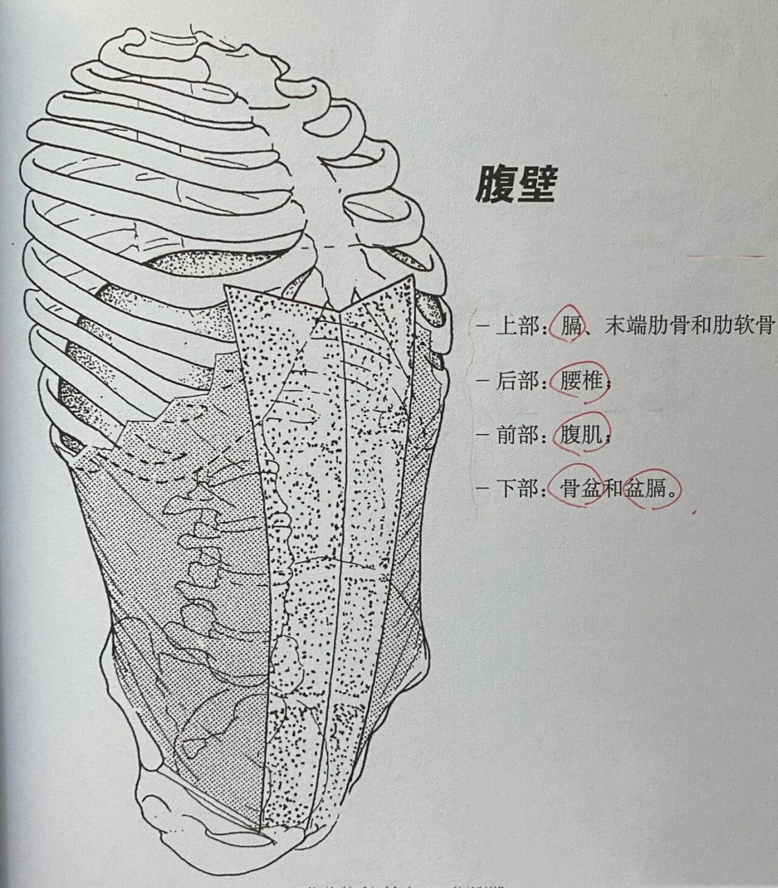 腹肌前面观图片