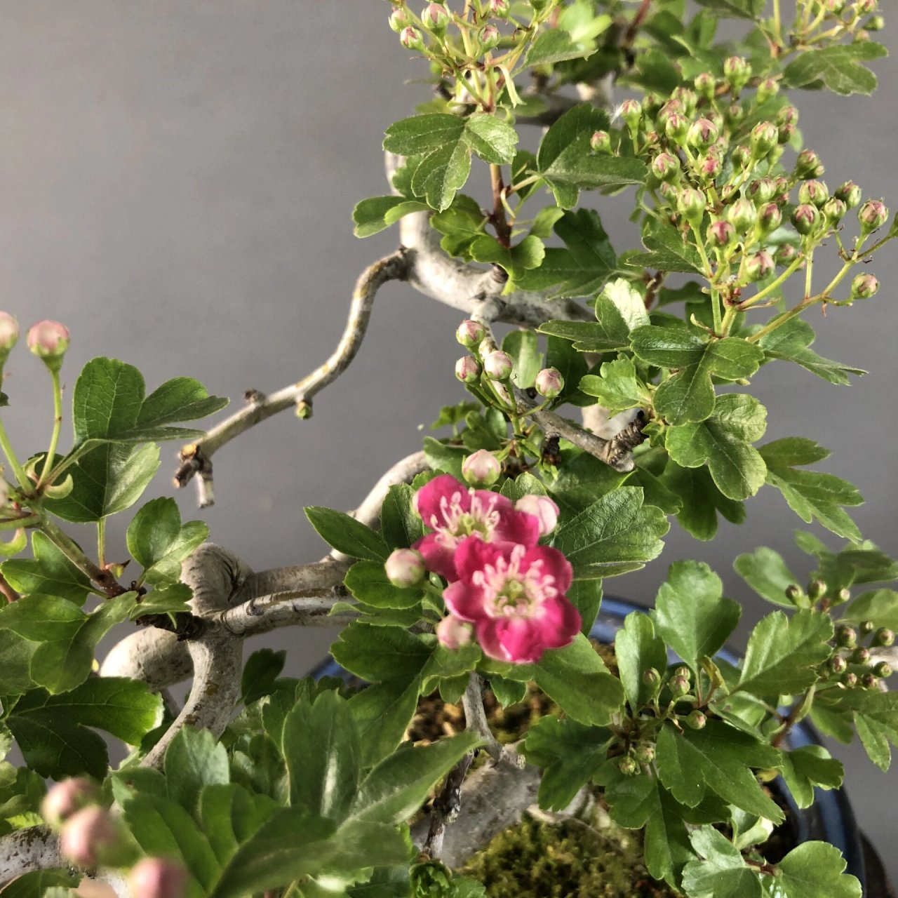 日本进口红花山楂,开红花挂红果 杆体扭曲自然,树形很好 #盆景# #进口